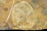 Paleocene Fossil Leaf (Cocculus) - North Dakota #145305-1